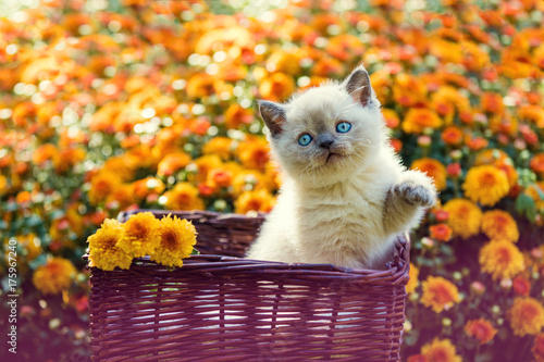 可爱的小猫在橙色雏菊花