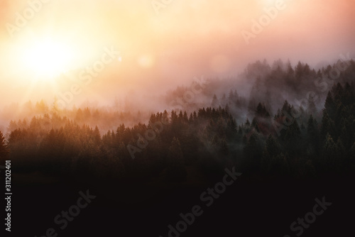 穆迪森林景观与雾和薄雾