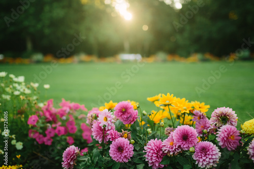 美丽的花园，盛开的紫菀和不同的花卉在阳光下，景观设计，sp