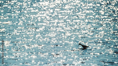 高角度的剪影鸟在荡漾的湖