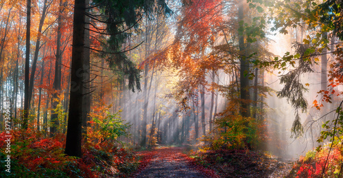 梦幻森林中神奇的秋景，阳光美丽地照亮了飘散的天空
