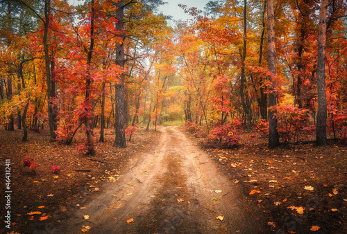 雾中的秋天森林里的土路。红色雾林与小径。五彩缤纷的风景与美丽的绿茵