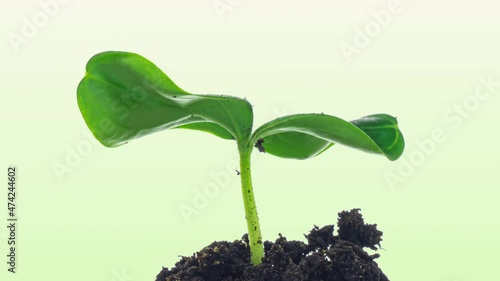 种植绿色黄瓜植物时间推移。延时种子生长，特写自然农业拍摄