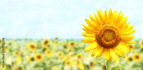 明亮的黄色向日葵在模糊的阳光自然背景。横向的夏日旗帜与向日葵